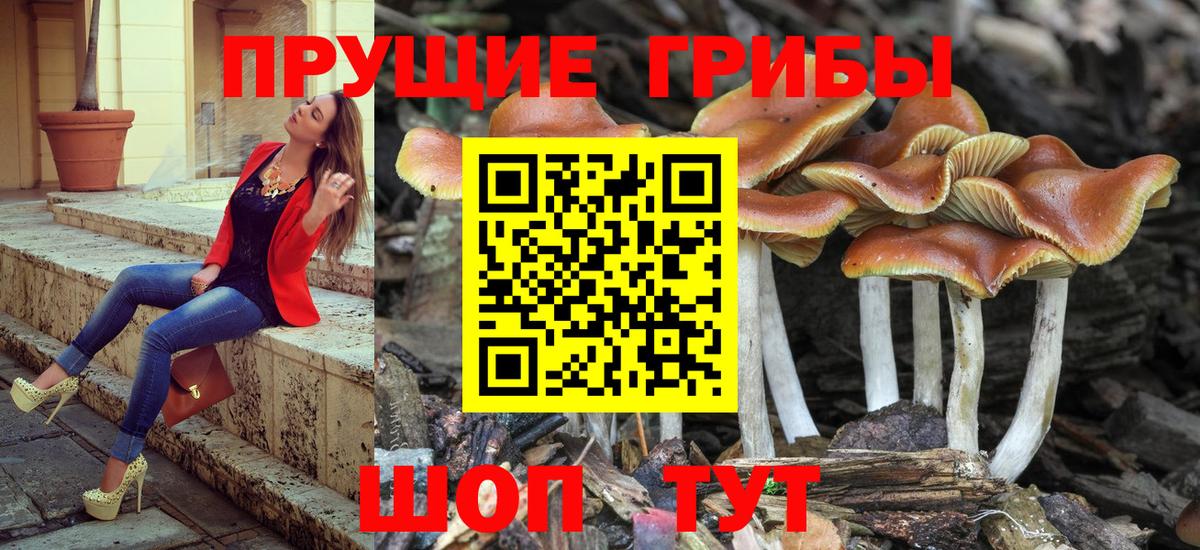 Псилоцибиновые грибы ЛСД  Псилоцибиновые грибы Cubensis  Элиста  Вход с VPN 